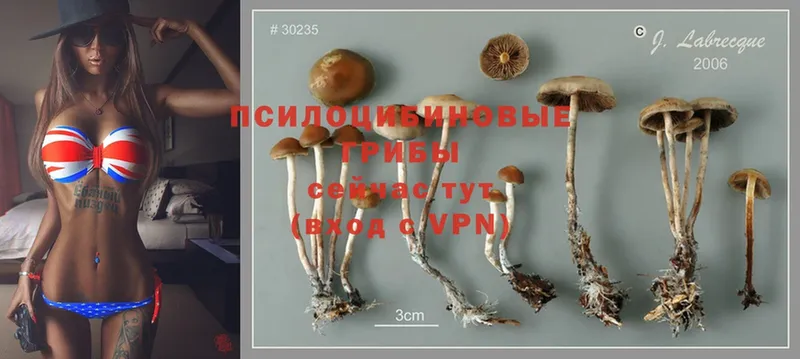 Галлюциногенные грибы Cubensis  хочу наркоту  Кирсанов 